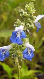 Salvia_uliginosa