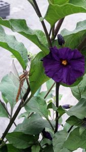 Solanum_rantonetti_royal_robe_fleur