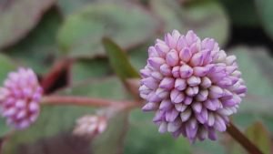 polygonum-capitatum-vue-details-pepiniere-arc-en-fleurs