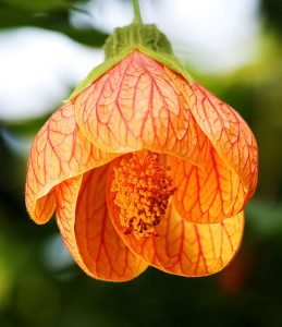Abutilon_striatum_fleur