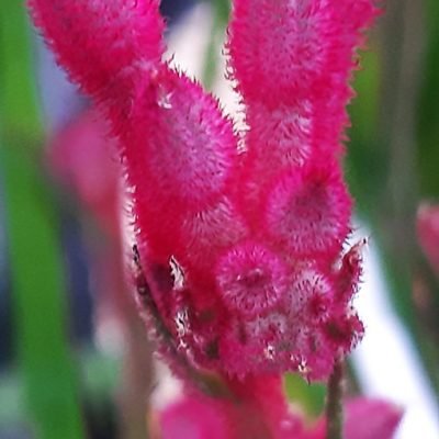 Anigozantos_rose