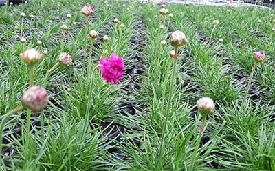 Armeria_maritima