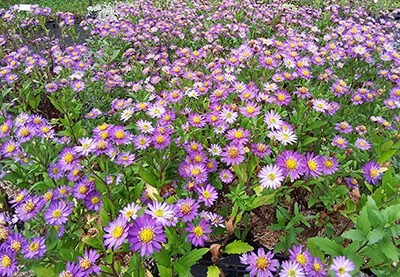 Aster_Ezo_Murazaki
