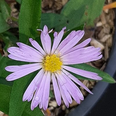 Aster_Henri_Picot