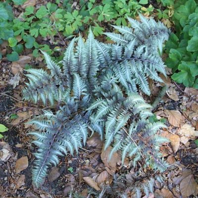 Athyrium_niponicum_metallicum