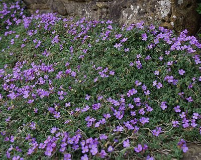 Aubrieta_deltoides