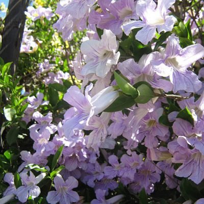 Bignonia_callistegioides_1