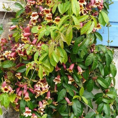 Bignonia_capreolata