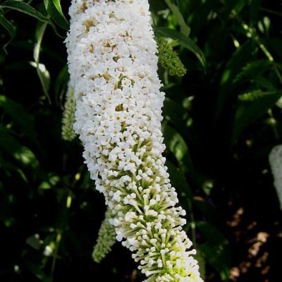 Buddleja_davidii_White