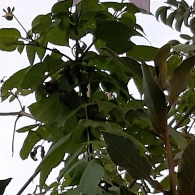 Dahlia_imperialis_massif