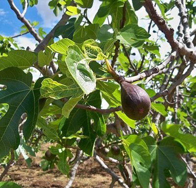 Ficus_carica_Noire_de_Caromb