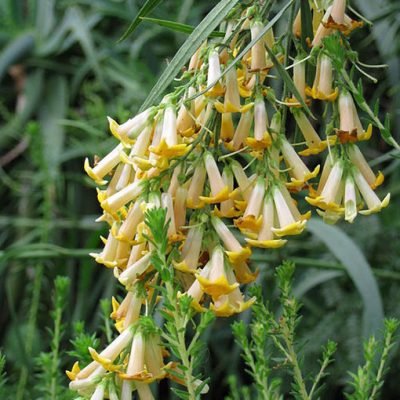 Freylinia_lanceolata