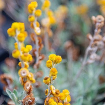 Helichrysum_Desert_Flame