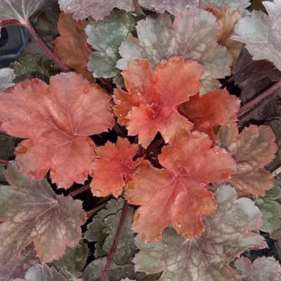 Heuchera_Cherry_Cola