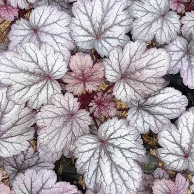 Heuchera_Shangai