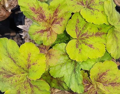 Heucherella_Yellowstone