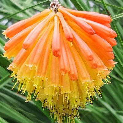 Kniphofia_orange_fleur