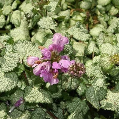 Lamium_maculatum_Beacon_Silver
