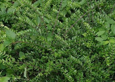 Lonicera_nitida