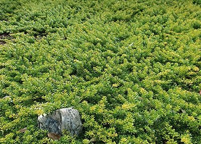 Myoporum_parvifolium