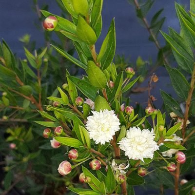 Myrtus_Flore_Pleno