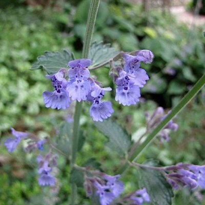Nepeta_faassenii_Walker's_Low
