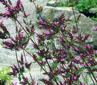 Origanum_laevigatum