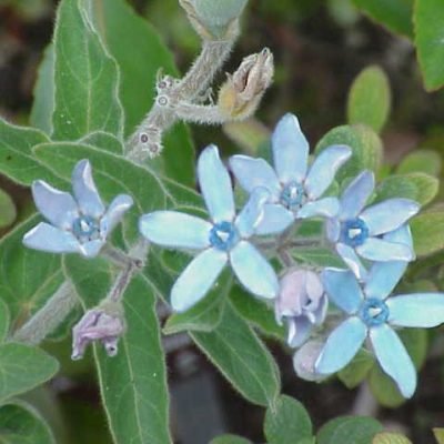 Oxypetalum_caeruleum