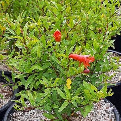 Punica_granatum_Nana_Chico