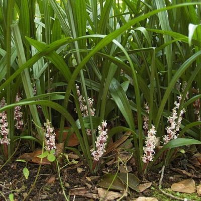 Reineckea_carnea