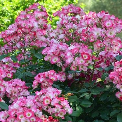 Rosa_“American_Pillar”
