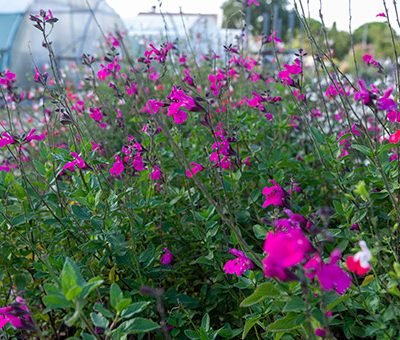Salvia_Cera_Potosi_pepiniere