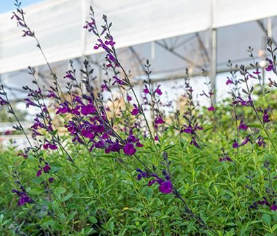 Salvia_Papillon_de_Nuit