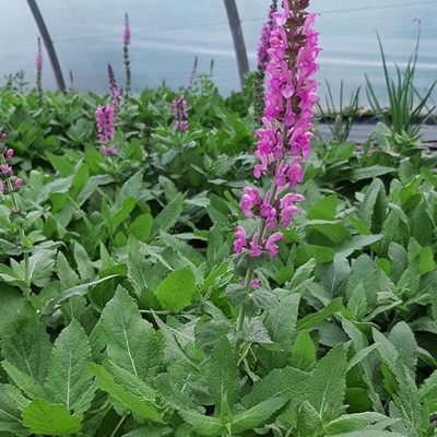 Salvia_Sensation_Rose