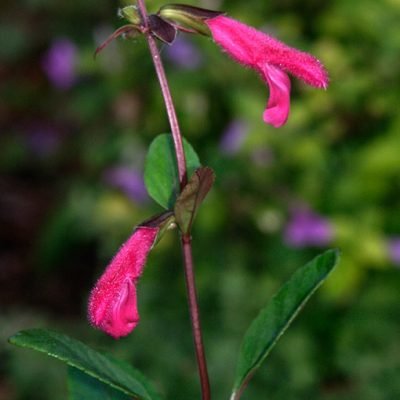 Salvia_buchananii