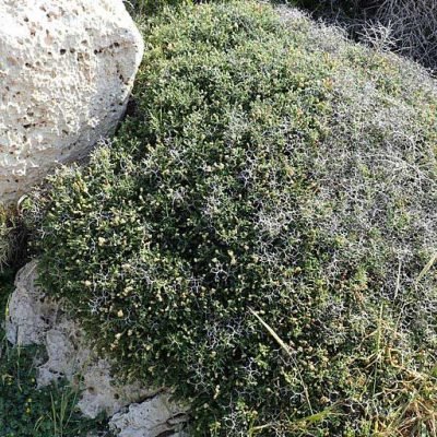 Sarcopoterium_spinosum