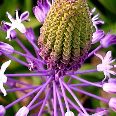 Scilla_hyacintoides_fleur