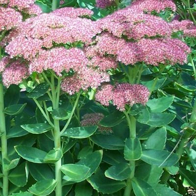 Sedum_Autumn_Joy