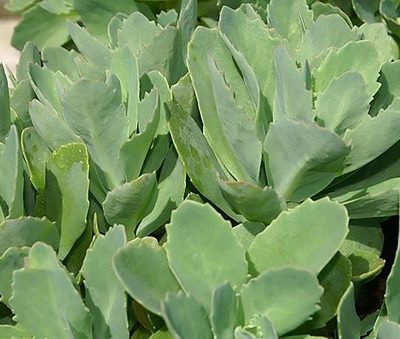 Sedum_Carl
