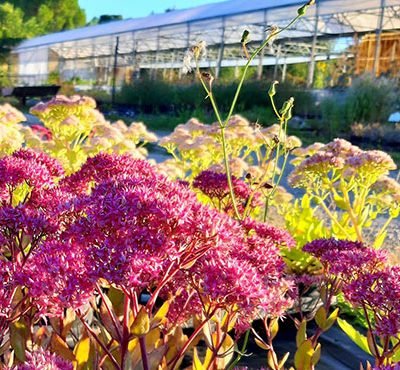 Sedum_Mr_Goodbud