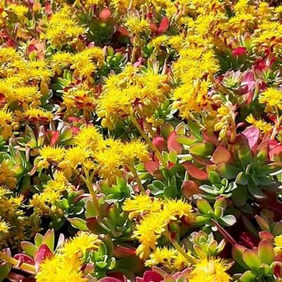 Sedum_compressum