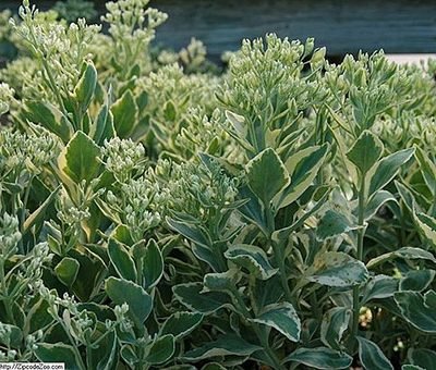 Sedum_erythrostictum_Frosty_Morn