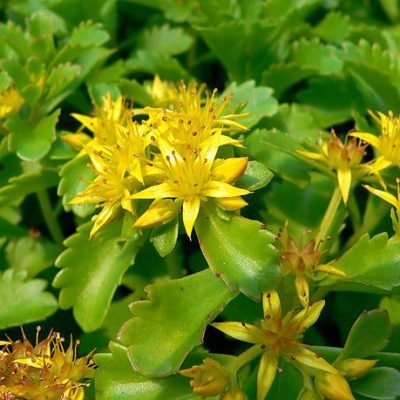 Sedum_kamtschaticum_fleur