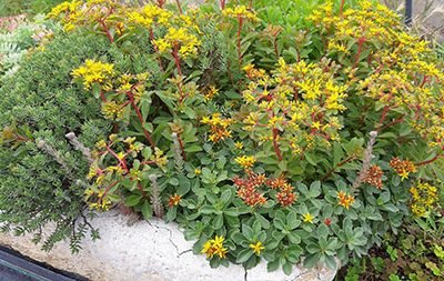 Sedum_kamtschaticum_floriferum
