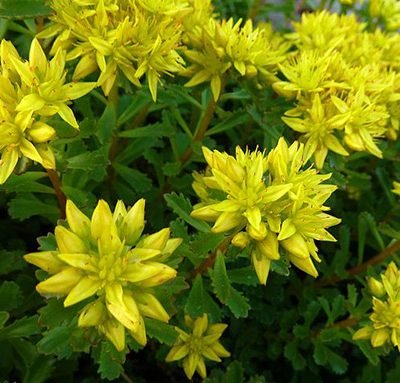 Sedum_middendorfianum_diffusum
