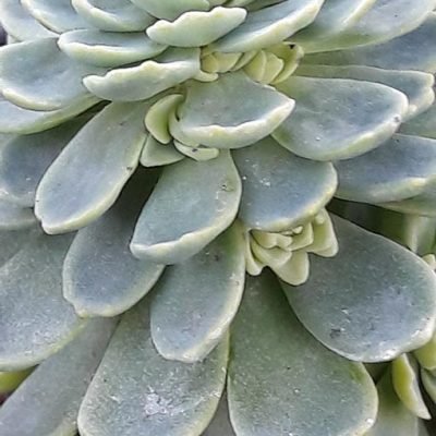 Sedum_pachyclados