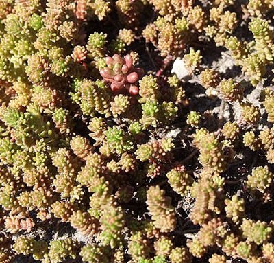 Sedum_sexangulare