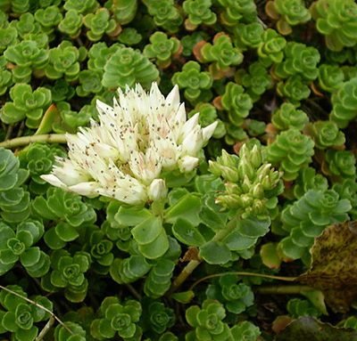 Sedum_spurium_album_superbum