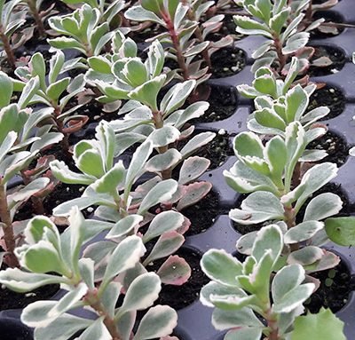 Sedum_spurium_tricolor