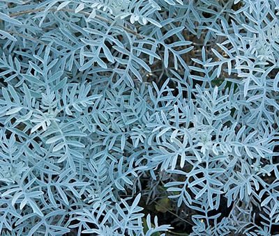 Senecio_vira-vira